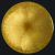 gold-yellow